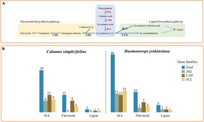 Coexpression Analysis Reveals Dynamic Modules Regulating the Growth and Development of Cirri in the Rattans (Calamus simplicifolius and Daemonorops jenkinsiana)